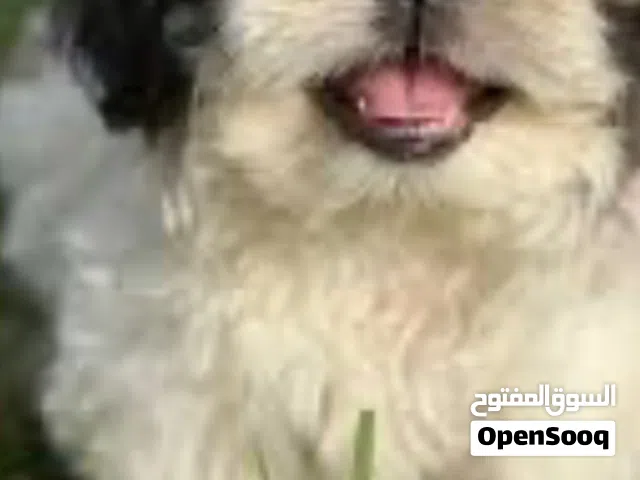 كلب لطيف للبيع