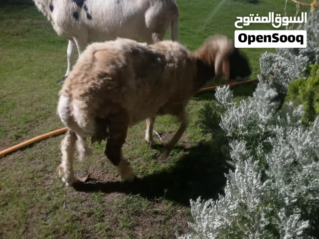 زوز خرفان واحد وطني وتاني هجين