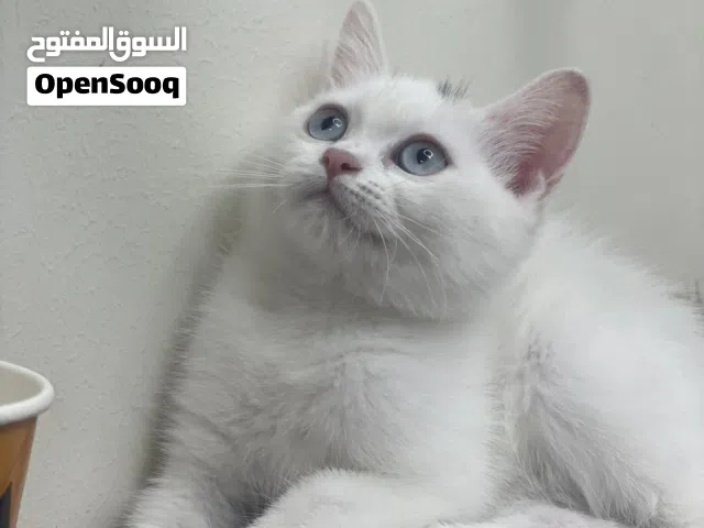 قطه سكوتش ستريت جميله جداً