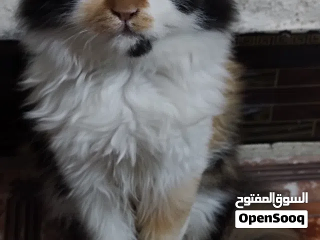 قطة كالنكو للبيع