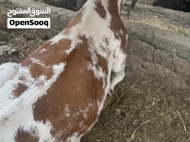 سلام عليكم عندي حلال خير من الله وسعار مناسبه وذبح مجاني عندي كبار وزغار بكاني البصره المطيحه وهاذ