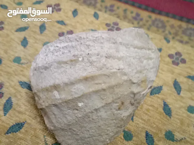 كائن بحري متحجر