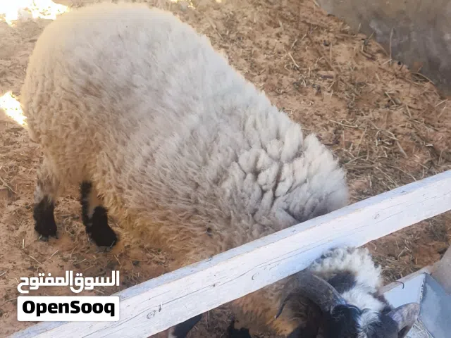 خروف ربي يبارك ناشط خالي من الإمراض