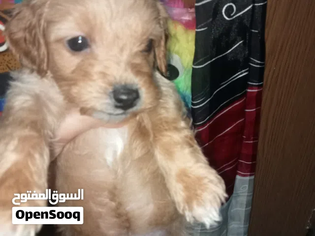 كانيشة بيشون مالطي في عمرها شهر ونص