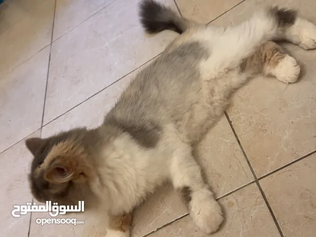 قطعة للتبني العمر 6 شهور