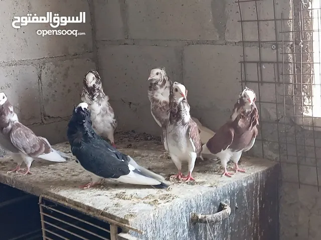جواز نمساوي للبيع