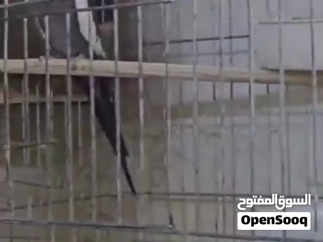 موجود ذكر كوكتيل نار بس بده انثايه  شغال البيع او البدل على حب الموقع زوبيا