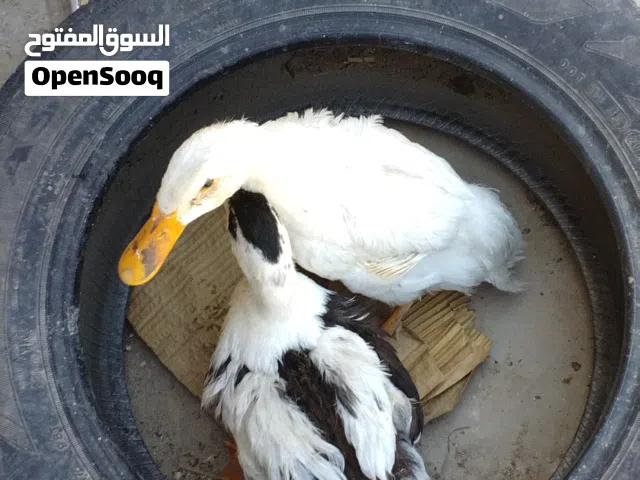 بيع حيوان بش