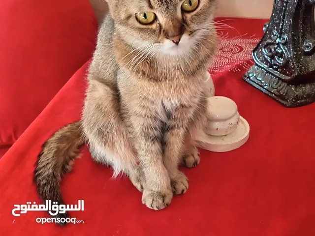 قطة سكوتش فولد مع كتنز بيبي قط كتن و قطة شوكلت بسعر شبه تبني للتبني متعوده لتربوكس وداري فود