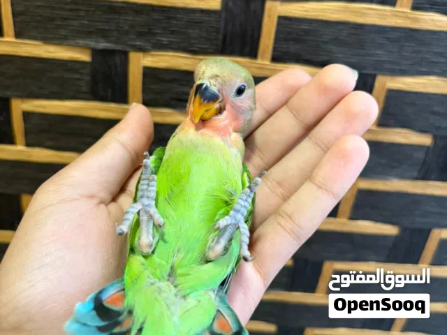 عرض نهايه الموسم فروخ لاف بيرد بسعر جنوني