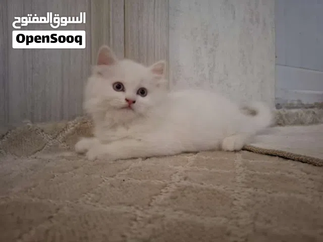 قط ذكر ،وقطة انثى ، اعمارهم شهر و27 يوم ،شيرازي .