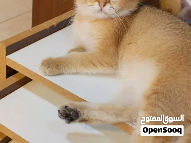 قطة لعوبه انثى للبيع