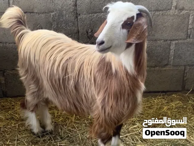 تيس محقوص للبيع فول سمنه