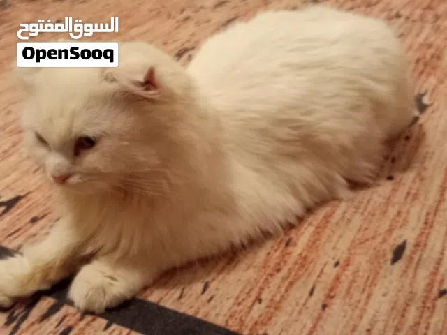 قطه مطيعه وهادئه