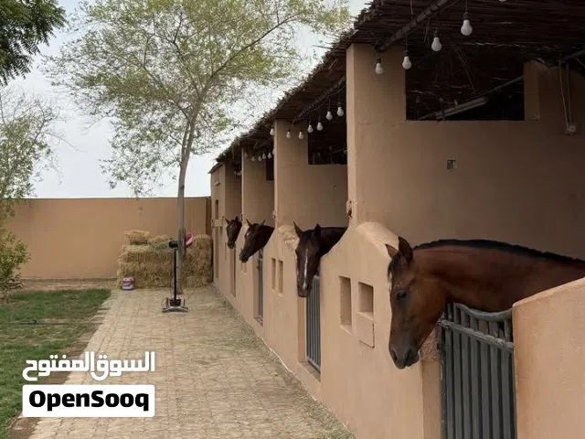 ايواء الخيول
