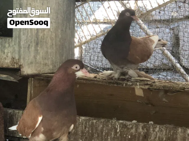 السلام عليكم ورحمة الله وبركاته متوفر كوبيا قلاب شعبي تجري على دحي