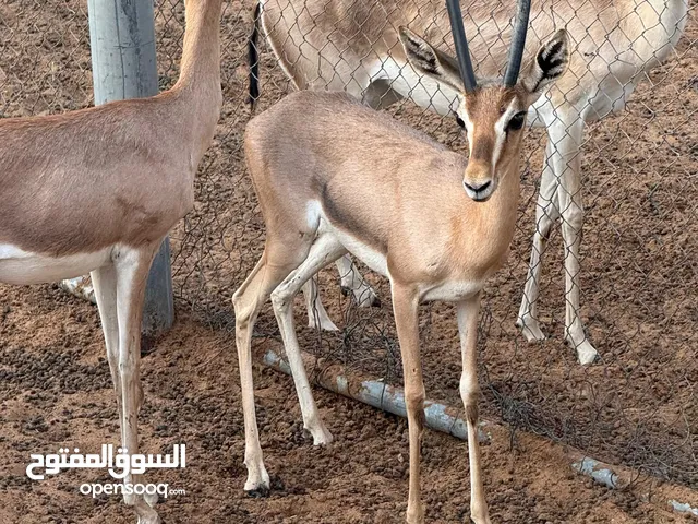 غزال الدوماني و الريم و جميع انواع الحيوانات