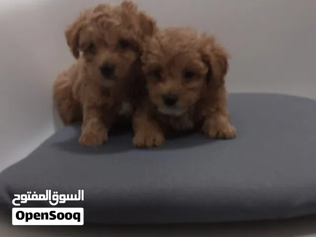 متوفر جراوي مالتيبو اناث MALTIPOO PUPPIES AVAILABLE