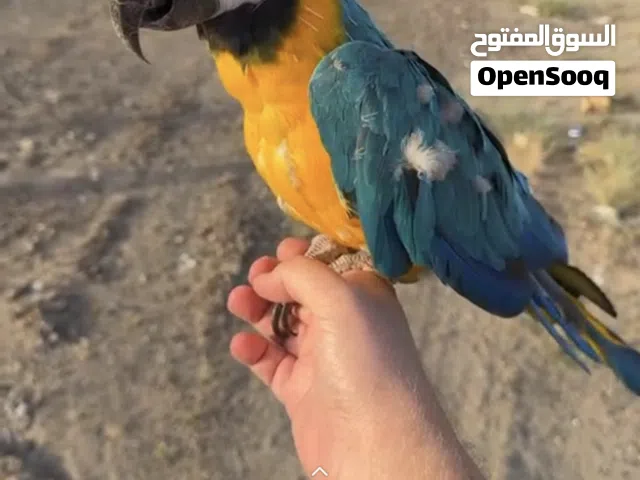 مكاو بلو اند قولد