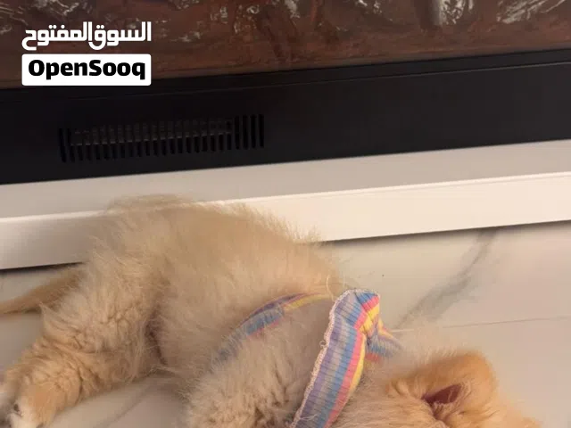 نثيه Pomeranian