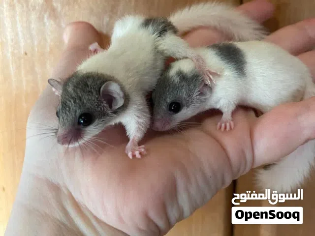 micro squirrel السنجاب القزم