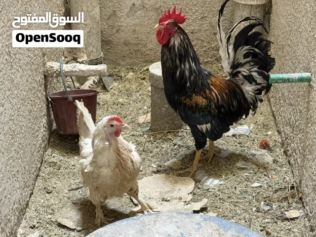 ديج ودجاجه للبيع