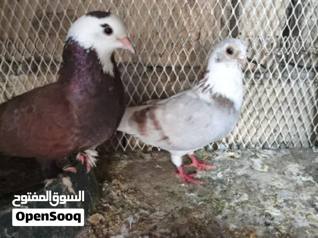سلام عليكم لعد 8زواج ابيع شلع لحد يطب ذا مو شلع مال تزريك كلهن مزاويج مكفولات