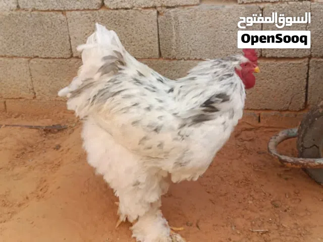 سلام عليكم متوفر 5 فلاليس برهما طوق عمر 20 سعر 25 مكان القره بوللي
