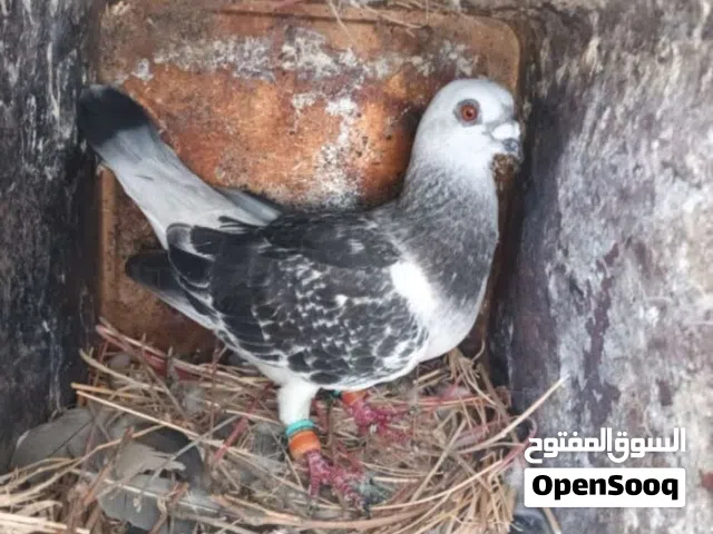 جوز حمام عمري مغبر للبيع جوز شمال وما شاء الله عليه