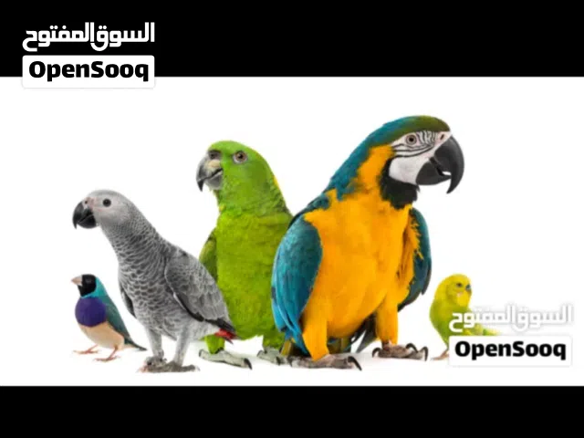 مطلوب طائر للتبني