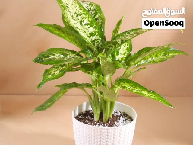 نباتات الزينة الداخلية من موطن النباتات