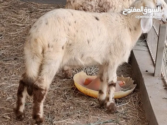 ماشاءالله كبش سوداني للبيع  سمين فل مشروع فحل وحملتين سودانيات الوانهن جميلات جدا ونظيفات