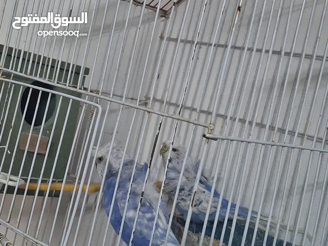 هوجو رومو لببيع