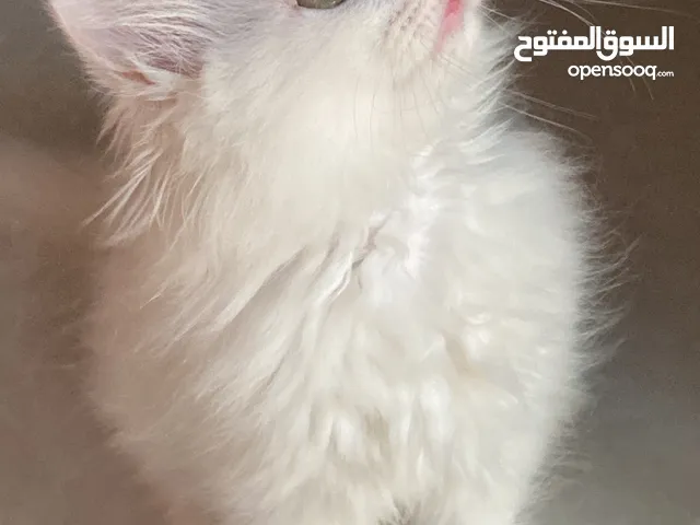 قطط ذكور للبيع