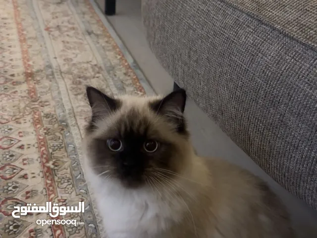 قط هملايا للتبني