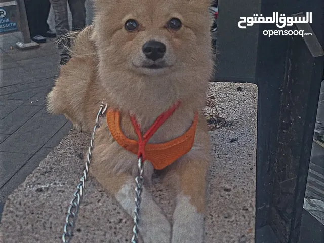 بيميروم لبيع