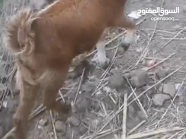 صخول للبيع نثيه وفحل عربيات نثيه حامل عليها ثالث مكاني بصره شط العرب كتيبان صاحيات كلشي ياكلن