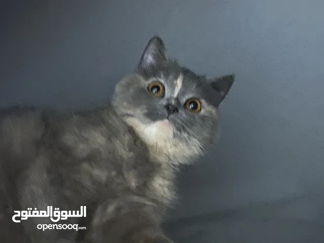 قطة بريتش للتبني (تزاوج ضروري)