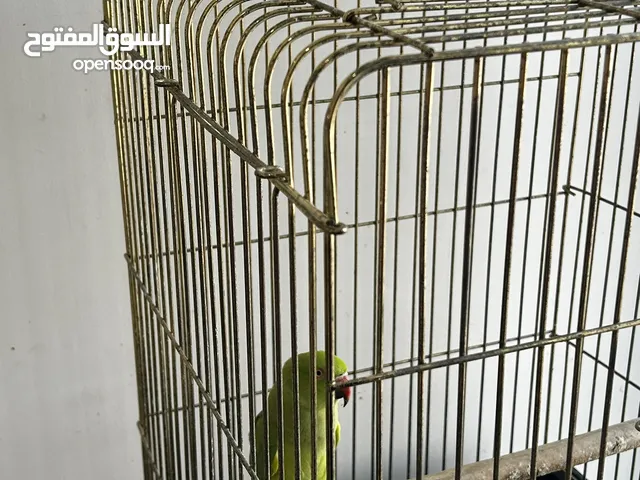 ببغاء اخضر هندي / Indian parrots