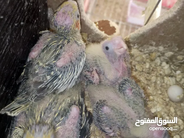 موجود جواز كوكتيل شغال ومنتجة تحتهم فراخ وقفاص وفراخ زق يدوي