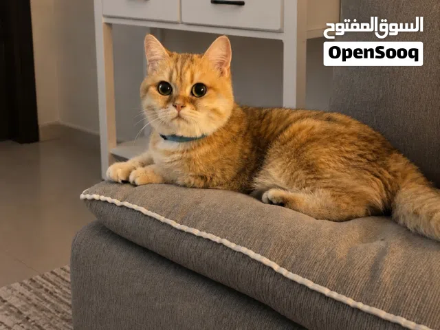 ذكر بريتيش شورت هير - سكوتش ستريت مستوي عالي