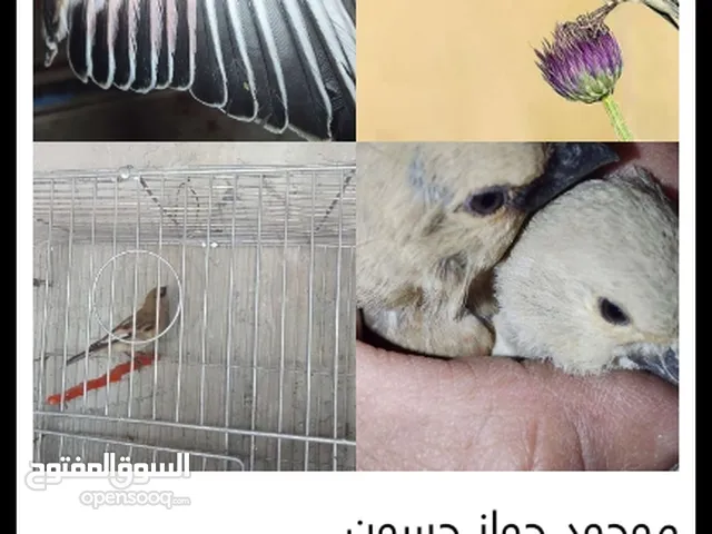 موجود فحليين حسون صحراوي
