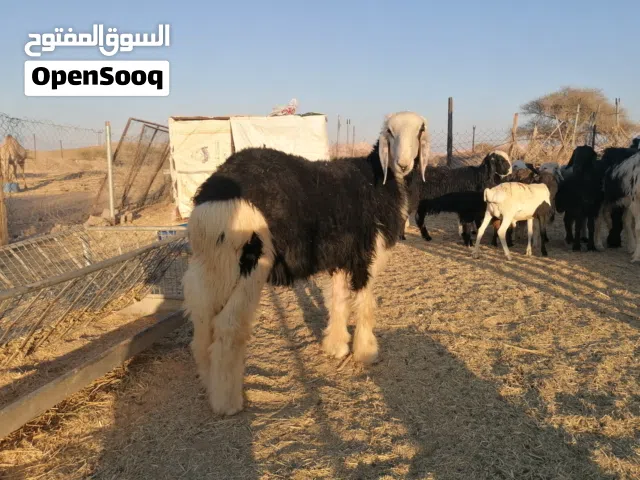 كبشان للبيع الأسعار 90 لين 130