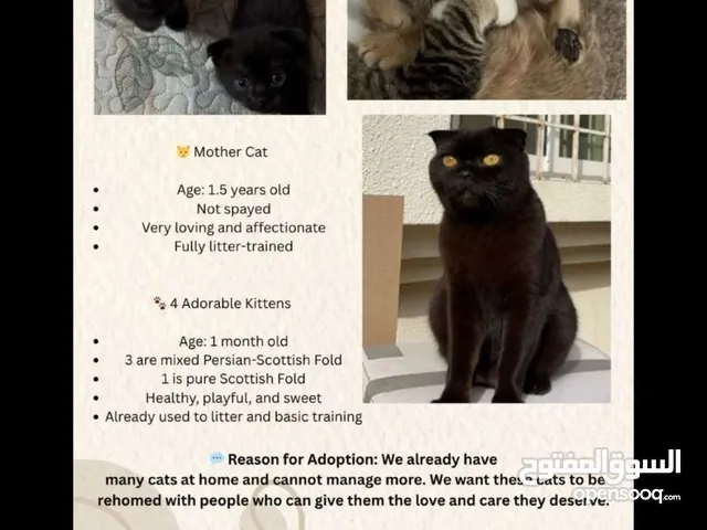 Scottish fold (FREE)