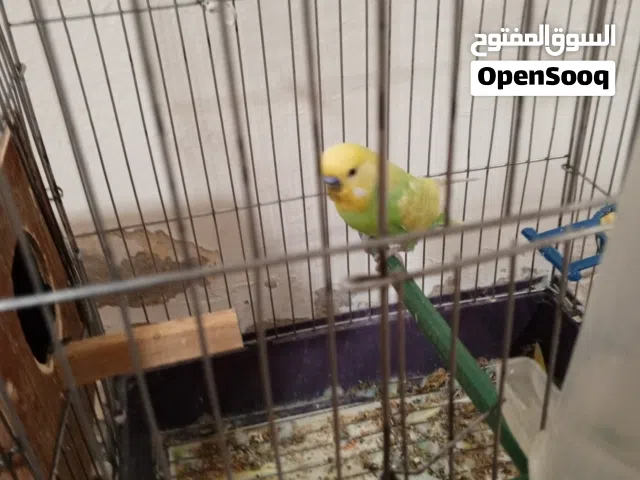 عصافير بقالينو