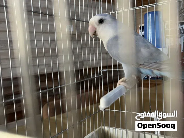 للبيع مكان طرابلس