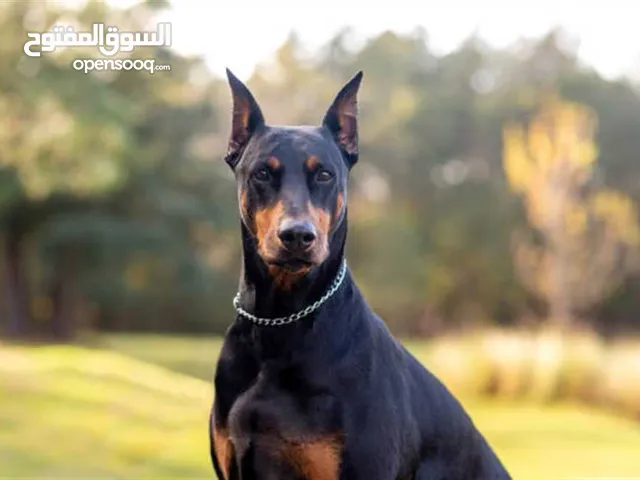 دوبرمان كلب ذكر للبيع