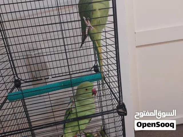 زوج ببغاء درة ذكر متكلم وانثى