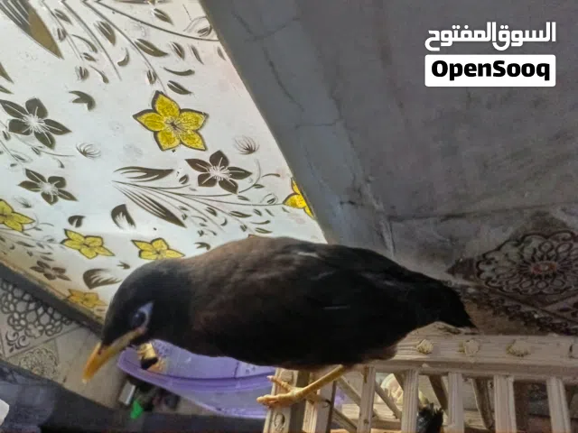 مينا للبيع