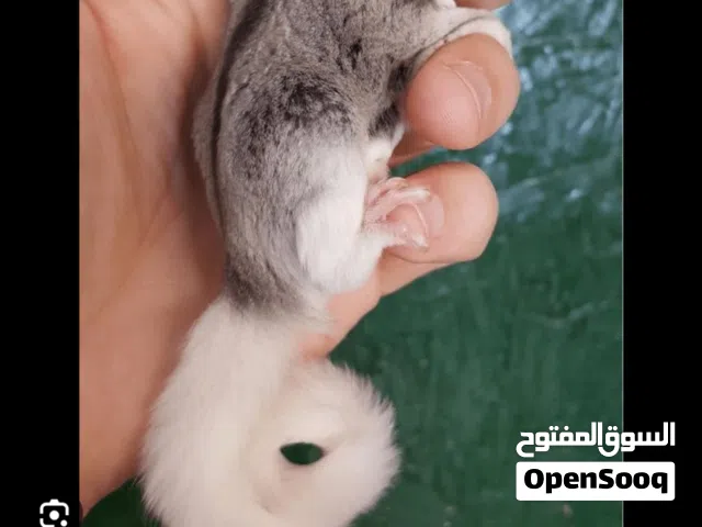 مطلوب شوقر قلايدر/سنجاب طائر الالوان الي بالصور